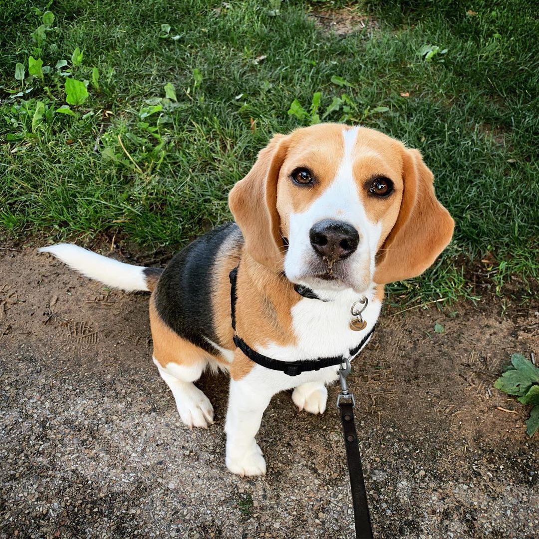 Inilah Masalah Kesehatan Pada Anjing Beagle