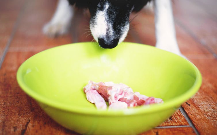 Daging Mentah Mungkin Tidak Baik Untuk Anjing